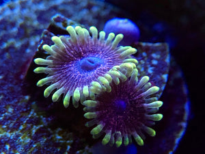 Purple Puddle Zoanthid