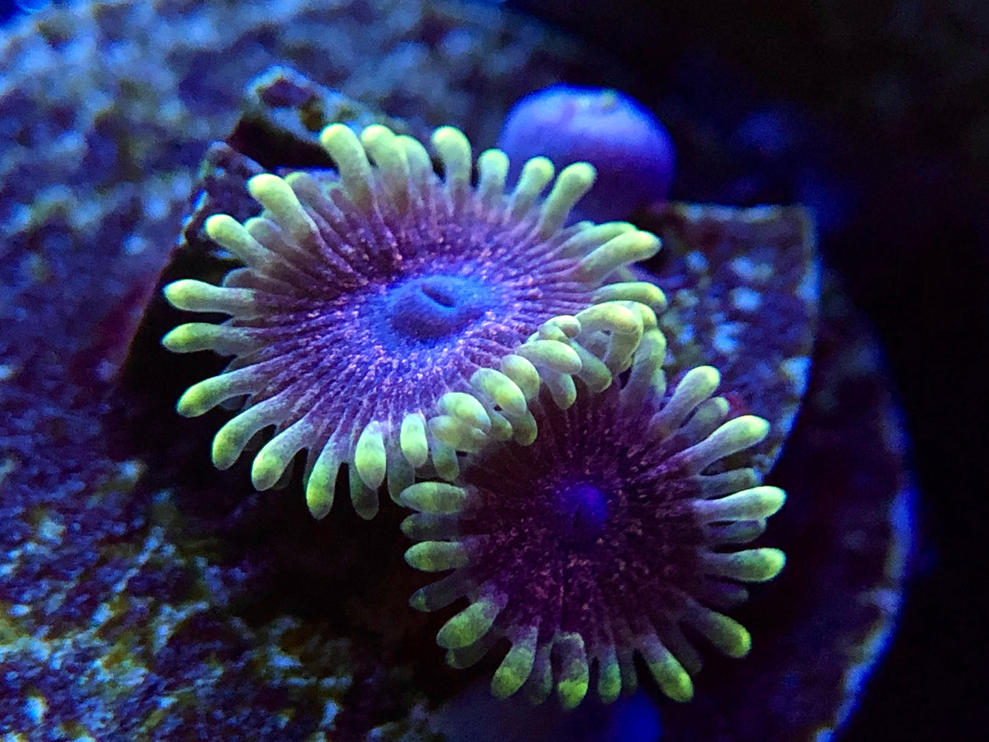 Purple Puddle Zoanthid