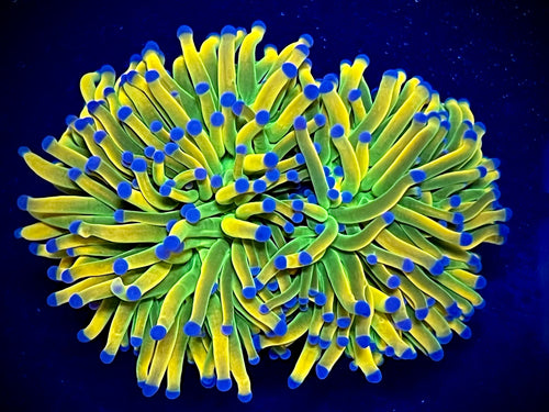 Holy Grail Torch Coral