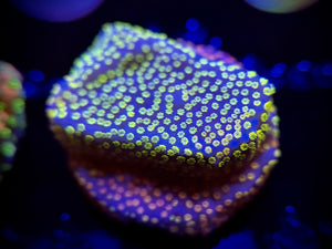 WYSIWYG Tyree Rainbow Montipora