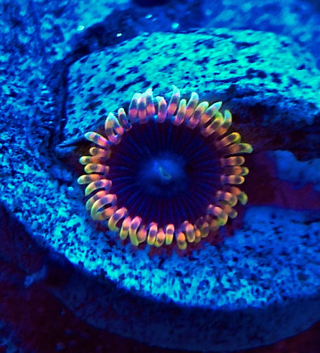 Stiggy Marley Zoanthid