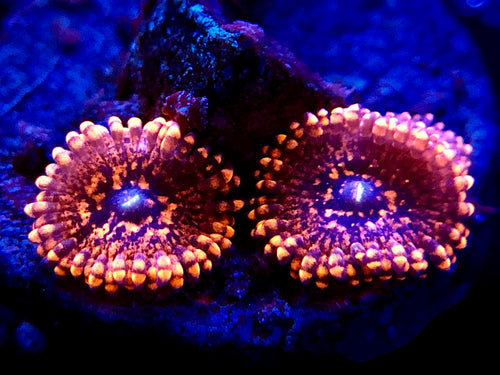 Nightmare Zoanthid