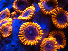 Load image into Gallery viewer, Lunar Eclipse Zoanthid