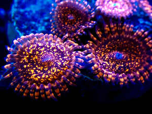 Campfire Zoanthid