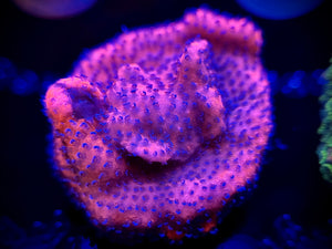 WYSIWYG Mystic Sunset Montipora