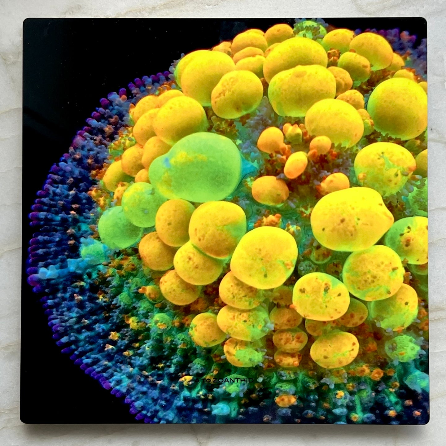 OG Bounce Mushroom Metal Art Print