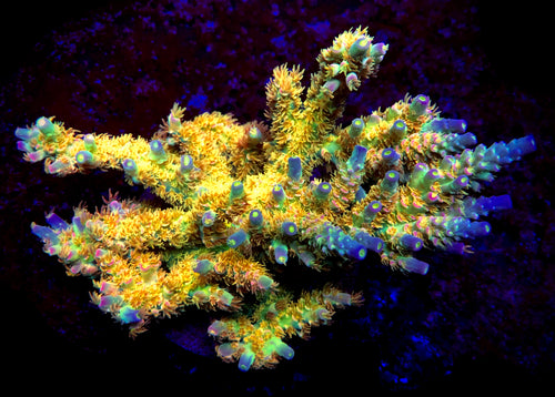 Walt Disney Tenuis Acropora