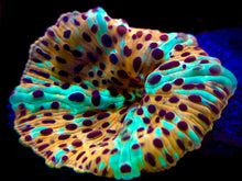 Load image into Gallery viewer, Electric Leopard Discomosa Mushroom