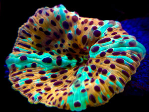 Electric Leopard Discomosa Mushroom