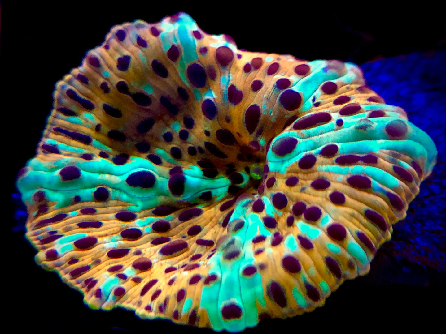 Electric Leopard Discomosa Mushroom