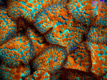 Load image into Gallery viewer, Forest Fire Rhodactis Mushroom