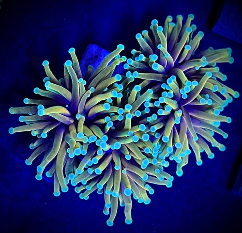 Blowtorch Torch Coral
