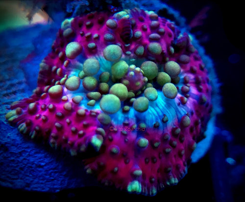 Lava Lamp Bounce Mushroom