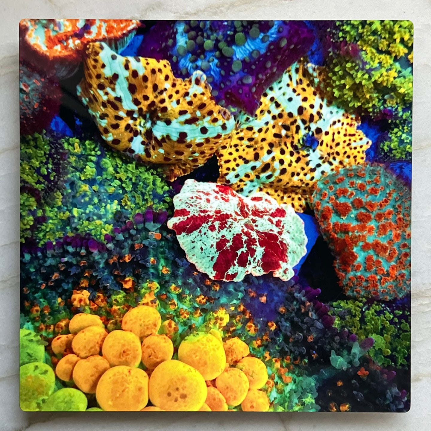 Mushroom Garden Metal Art Print