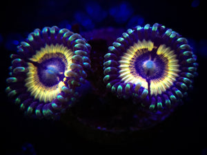LC Petroglyph Zoanthid