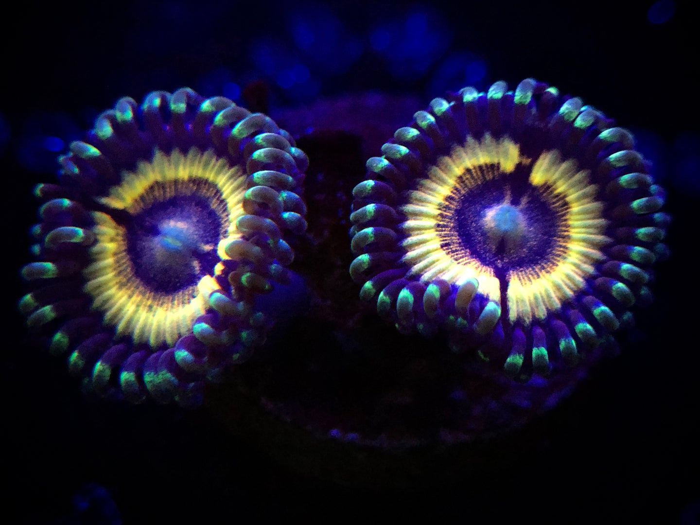 LC Petroglyph Zoanthid