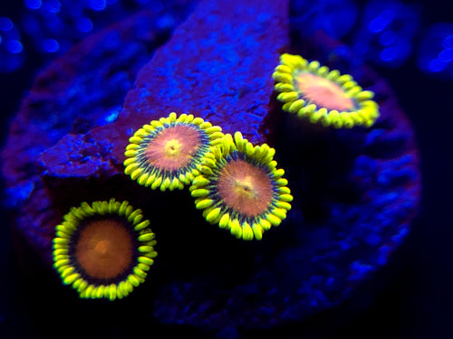 Dragon Eye Zoanthid