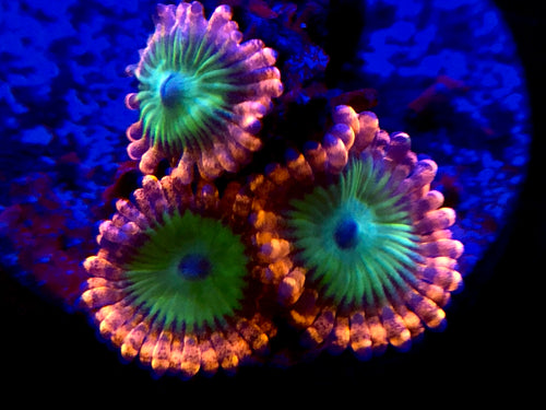 Electric Oompa Loompa Zoanthid