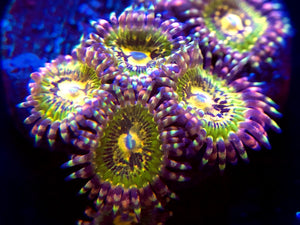 GB Buttkisser Zoanthid