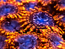 Load image into Gallery viewer, Utter Chaos Zoanthid