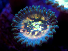 Load image into Gallery viewer, Hawaiian Ding Dang Zoanthid