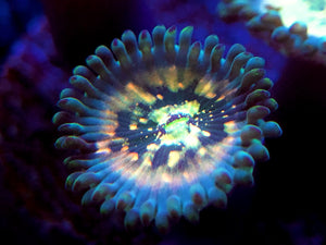 Hawaiian Ding Dang Zoanthid