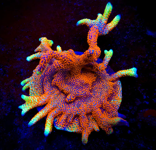 Bubblegum Digitata