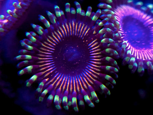 WWC Superstar Zoanthid