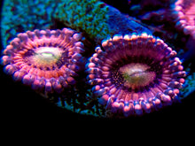 Load image into Gallery viewer, Playboy Bunny Zoanthid