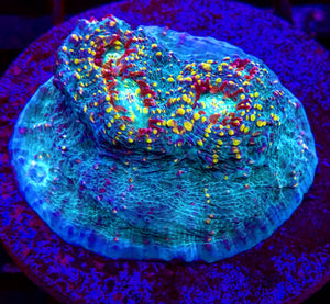 Martian Brain Chalice