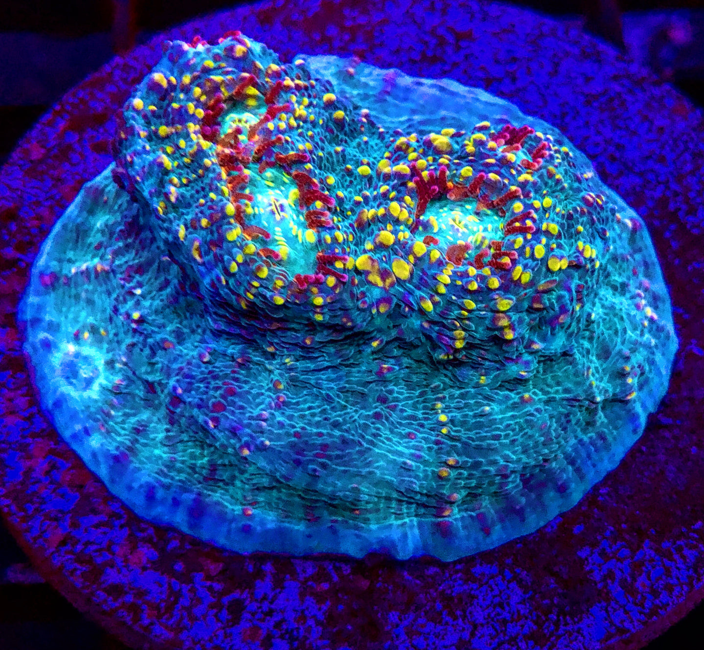 Martian Brain Chalice